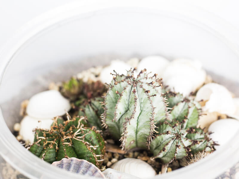 Close-up image of a succulent in a glass terrarium